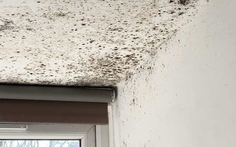 Trần thạch cao bị ẩm mốc khi tiếp xúc với nước và khí hậu nồm ẩm